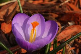 purple crocus flower Opening Up