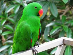 green parrot on a blurred background