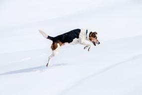 Beautiful, colorful and cute Jack Russel dog, jumping on the white snow, in the winter