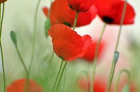 red poppies close-up with a blurred background