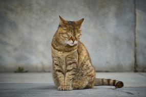 photo of Cat Street Animal