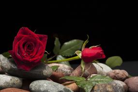 Close-up of the beautiful, red rose flowers with green leaves, on the colorful stones