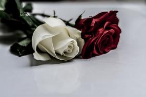 Rosa Gift red white