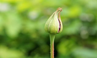 Rose green bud