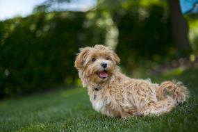 cute red Dog on lawn at Summer