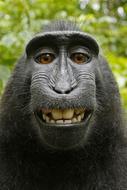 Self-portrait of the cute and beautiful, black Macaca Nigra, among the green plants in Indonesia