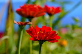 Beautiful red and yellow flowers with green leaves