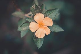 Flower Petal Love pink