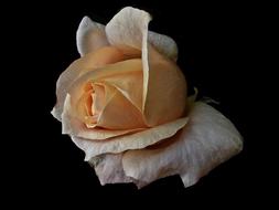 Flower Nature Rose orange