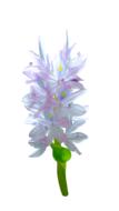Decorate Graphics Jewelry flower