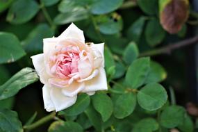 Rose Garden Flower white pink