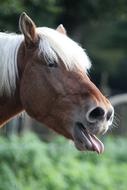 portrait of Horse Laughing
