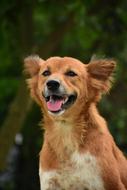 photo of happy ginger dog