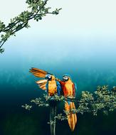 couple of macaw parrots on a branch as a romance