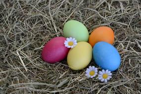 colorful easter eggs and daisies on the hay