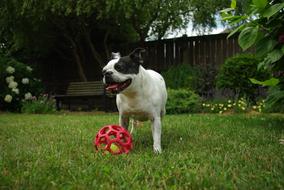 dog with a ball playing on the grass