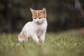 green grass Kitten