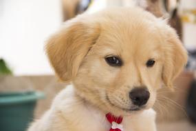 Cute golden Puppy Dog