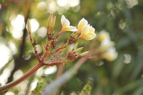 Love Natural Flowers