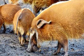 group of red bearded pigs