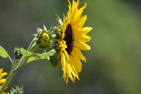 Beautiful, yellow and brown sunflower in the morning beauty, at blurred background