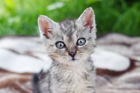 gray kitten close-up on a blurred background