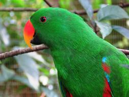 Cute green Parrot Bird in nature