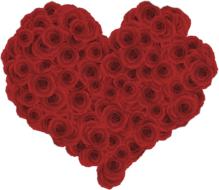 heart of red roses on a white background