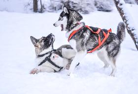 Winter Snow Dogs play