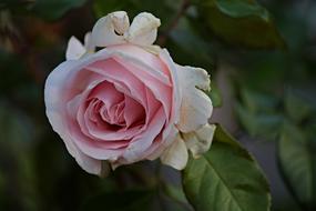 Close-up of the beautiful, pink and white rose flower with green leaves, in autumn