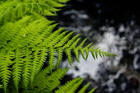 Fern Plant Sheet green