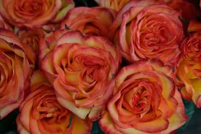 orange Red Flowers