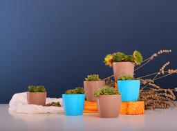 Stars Flowerpots Plant decorations