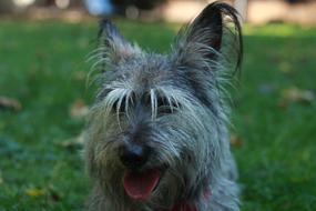 Dog Face and green grass