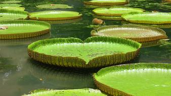 Beautiful, green and red heart and round leaves on the water