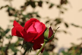 red Natural Flower