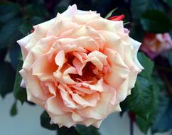 lush pastel rose in the garden in a blurred background