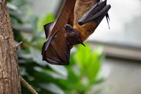 Cute and colorful bat in the zoo, on the tree, near the green plants