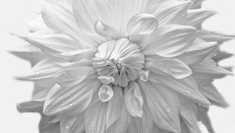 white Flower Plants