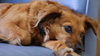 Beautiful and cute, brown laying dog on the blue chair