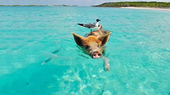 seagull sits on neck of Pig Swimming at Beach