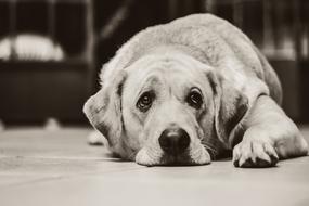 Dog Labrador Black White