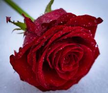 red rose in the snow close up