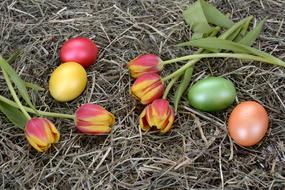 Eggs and flowers colors
