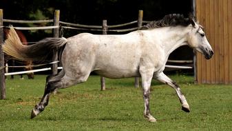 Mold Horse white gren grass