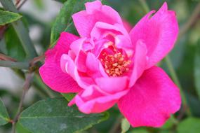 pink bright Rose Flower at Nature