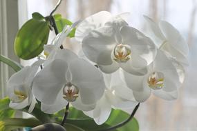 white moth orchid flowering at window