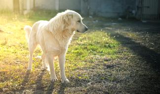 Beautiful and cute, white dog, on the green grass, in sunlight