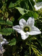 Flower Soft White in the grass in the sun