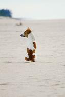 Dog sits Alone on sand beach